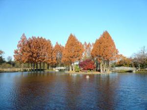 大池の写真